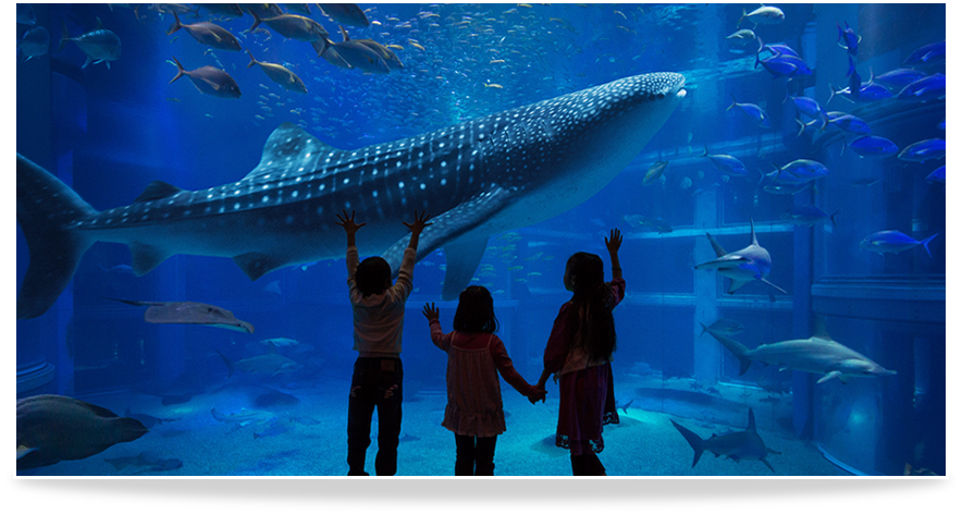 osaka kaiyukan aquarium