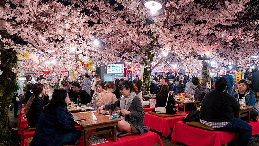 văn hóa hanami nhật bản