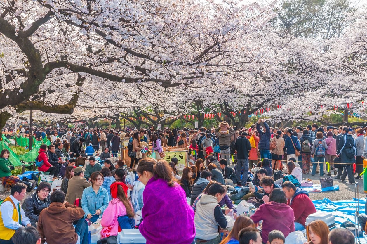 văn hóa hanami nhật bản