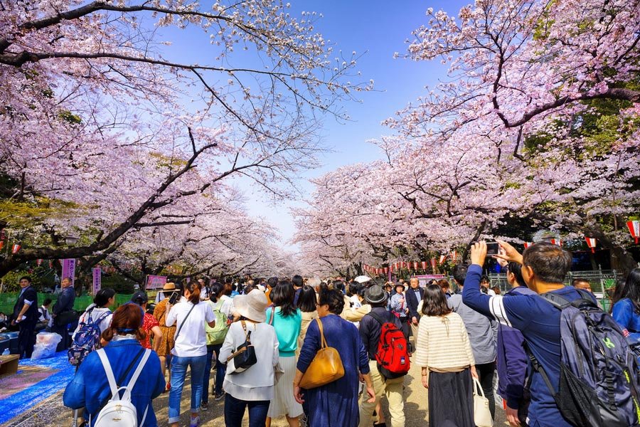 hanami nhật bản
