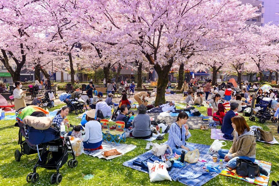 văn hóa hanami nhật bản