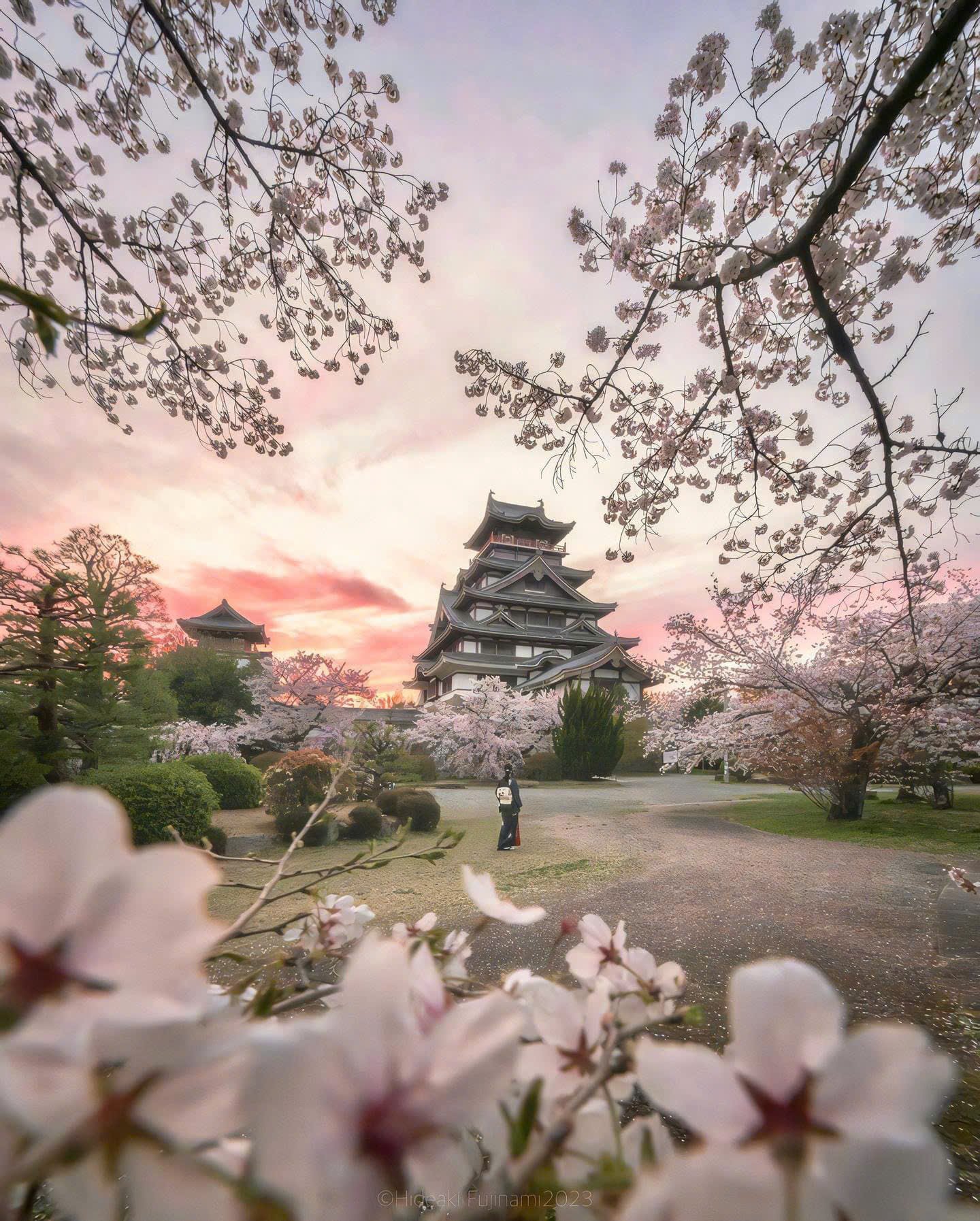 văn hóa hanami nhật bản